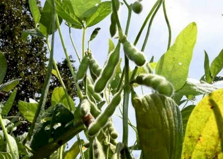 MS tem menor margem de lucro entre estados produtores de soja, aponta estudo>
