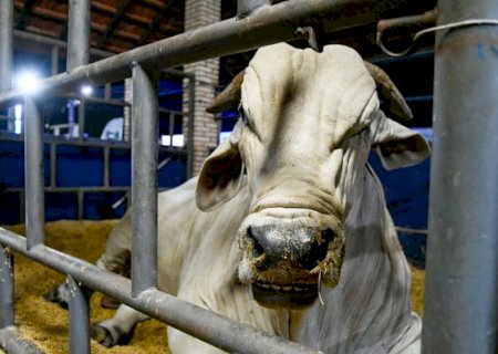 MS recebe status de área livre de aftosa, apto para ampliar mercados da carne>