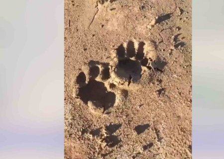 Pegadas de onça são vistas na Estrada Parque e morador alerta: ‘está andando por aí’>