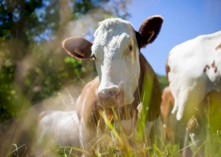 Gripe aviária tem impactado mais o preço do boi que o do frango>