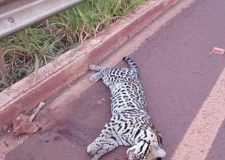 Jaguatirica é encontrada morta na MS-278 entre Nova América e Cristalina