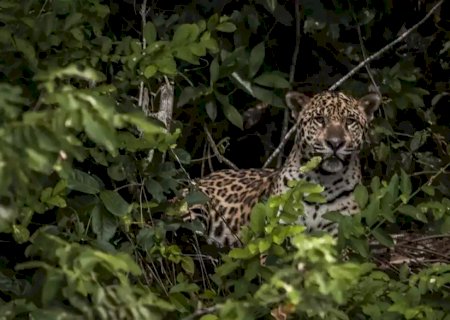 Presença de onça faz comunidade evitar circulação de crianças e recolher animais domésticos