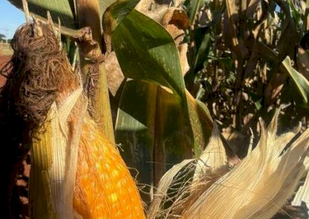 Milho já começou a ser colhido, mas risco de estiagem e frio ameaça produção>