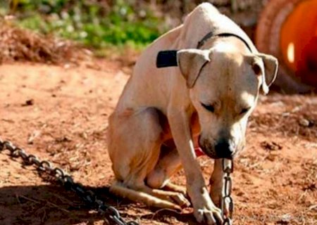 Homem que manteve cachorro amarrado com arame é preso