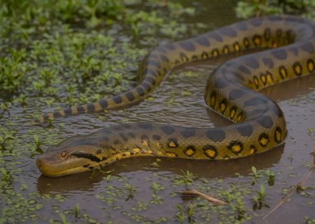 Corpo é encontrado em lago após suposto ataque de sucuri
