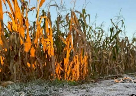 Geada atinge volta atingir Caarapó e outros 12 municípios de Mato Grosso do Sul>