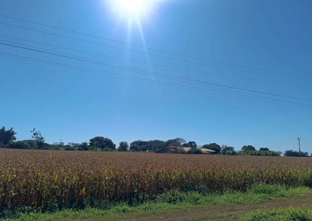 Geadas causam perdas entre 10% e 30% em áreas pontuais, mas safra de milho segue positiva em MS>
