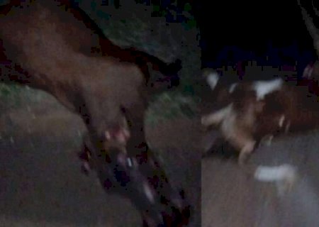 Bebê de 5 meses tem parada cardíaca e morre após acidente com vacas>