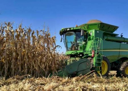 Colheita do milho atrasa e atinge apenas 20% da área plantada