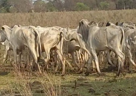 Dono de fazenda é investigado por maus-tratos após rebanho ser encontrado em estado de extrema magreza