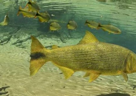 Principal polêmica na Assembleia, proibição da pesca segue travada>