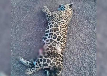 Onça-pintada é encontrada morta após atropelamento em rodovia de MS