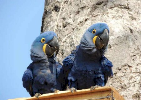 Após tuiuiú, arara-azul é reconhecida como símbolo de Mato Grosso do Sul