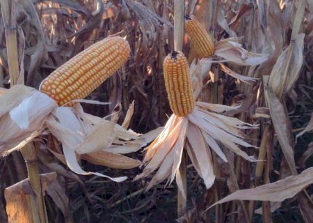 Colheita do milho avança e atinge 55,4% da área cultivada em MS