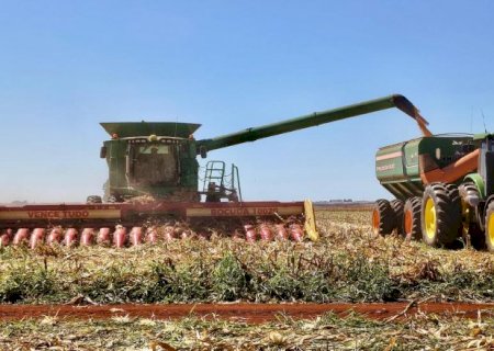 Colheita do milho safrinha segue lenta e alcança 31,6% da área cultivada