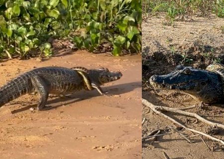 Em MS, jacaré nem liga e anda ‘de boa’ com sucuri enrolada no pescoço