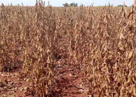 Seca deixa dívida milionária no campo e agro recorre à Justiça para não falir