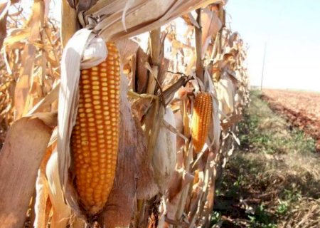 Caarapó registra 109,4 sacas por hectare na colheita de milho da 2ª safra em MS