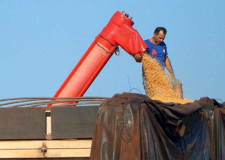 Colheita do milho em Mato Grosso do Sul alcança 99,6% e confirma safra recorde
