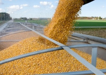 Mato Grosso do Sul bate recorde na produção de milho: crescimento de 68,2 % nesta safra; em Caarapó resultado é satisfatório