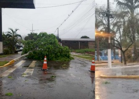 Temporal derruba árvores, rompe fios e destelha atacadista em Amambai
