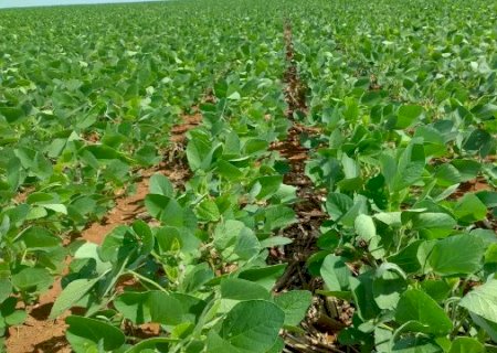 Caarapó está entre as cidades que se destacam no cultivo de soja em MS