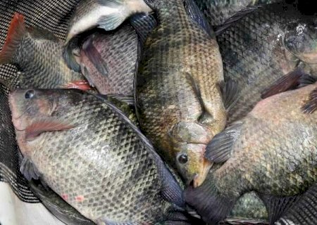 Proibição da tilápia ameaça exportações que renderam R$ 35 mi para MS em 2025