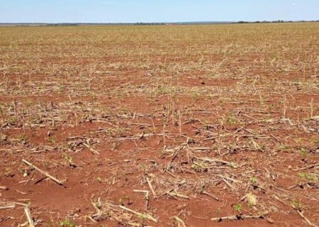 Granizo atinge cerca de 2 mil hectares de soja em Dourados e Rio Brilhante