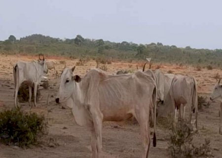 Fazendeiro &eacute; multado em R$ 6,2 milh&otilde;es por deixar 8,8 mil animais desnutridos