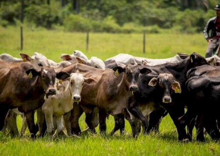 Agro perde espaço no mercado de trabalho e serviços assumem liderança no País