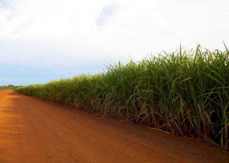 Produção de cana-de-açúcar em MS cresce e deve ultrapassar 52 mil toneladas