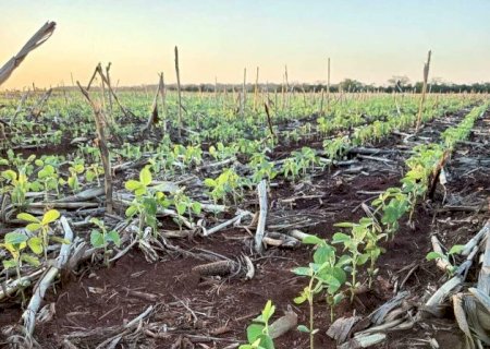 Caarapó tem lavouras de soja em condição abaixo do esperado