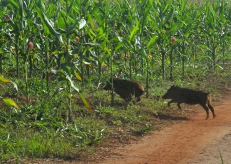 Javalis mudam rotina em fazendas, provocam perdas na safra e danos ambientais