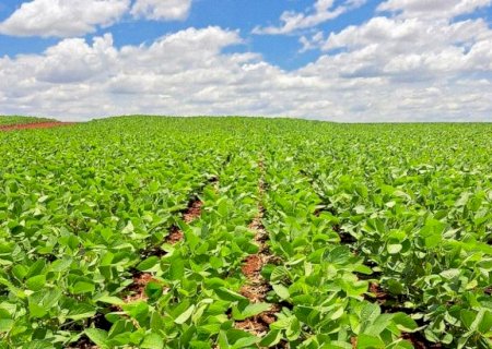 Plantio de soja ultrapassa metade da área estimada em Mato Grosso do Sul