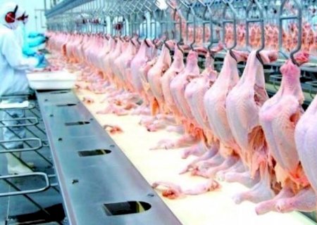 Produtores de frango de MS já podem retomar a exportação para a China após meses de restrição