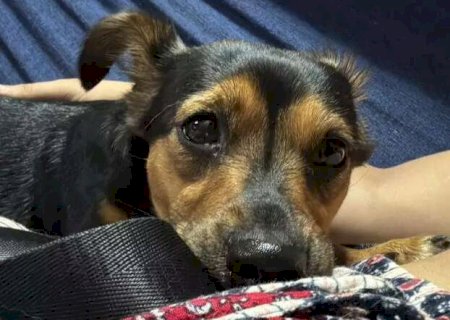 Pet passou mal depois das festas? Veja o que pode ter acontecido