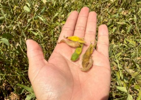 Clima seco pressiona soja em fase crítica e eleva risco de perdas em Caarapó e região