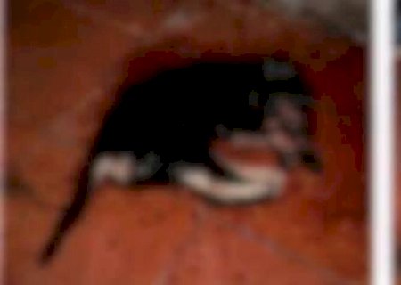 Homem que matou cadela tem pena ampliada para mais de 3 anos