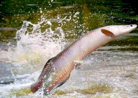 Pirarucu é classificado como invasor e tem pesca liberada no Pantanal