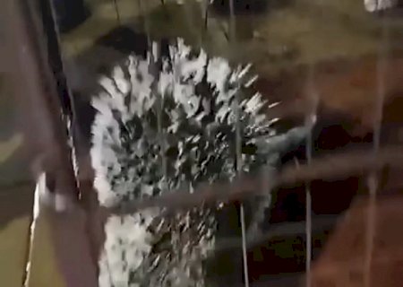Porco-espinho é resgtado após entrar em clínica no centro de Caarapó