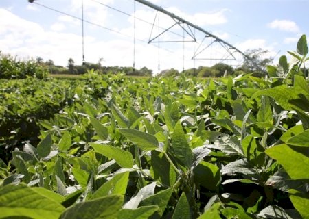 Produtor deve redobrar atenção com declaração de renda e evitar erros em contratos agrários>