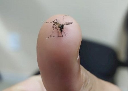MS registra 13ª morte por chikungunya e casos disparam em uma semana