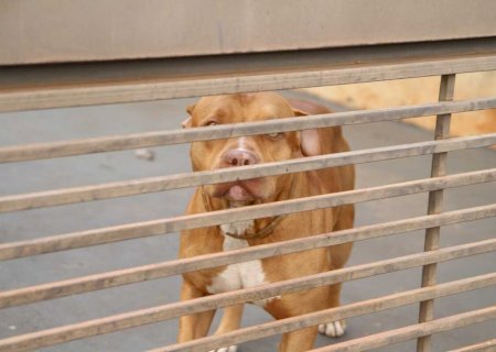 Ataque de pitbull deixa criança com fratura e trauma no rosto em MS
