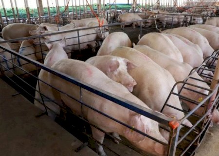 Suinocultura dispara em MS, cresce quase 50% e vira destaque no agronegócio>