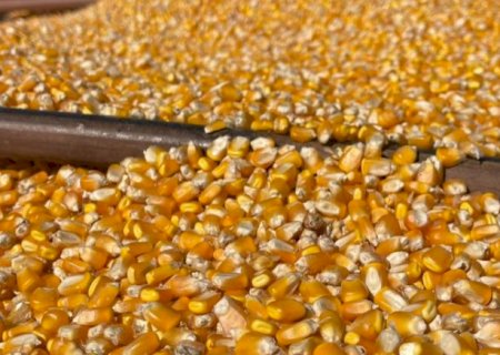 Com mais oferta e mercado inst&aacute;vel, soja e milho t&ecirc;m queda em MS