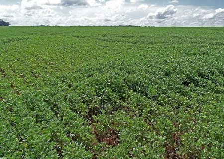 Chuvas desaceleram colheita da soja, que chega a 86,6% em MS