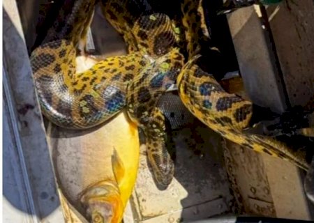 Sucuri invade barco e tumultua pescaria de mulheres em MS