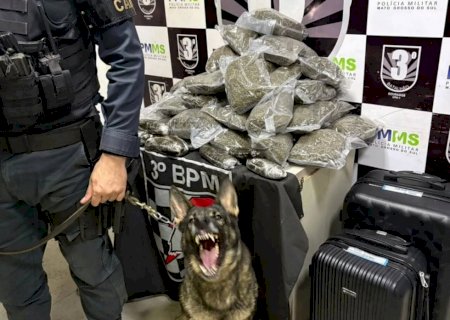 Farejador encontra haxixe e skunk em bagagem de paranaense na rodoviária 