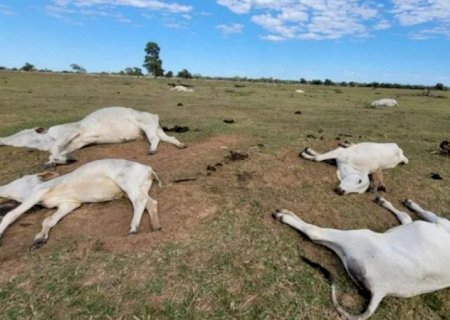 Frio extremo mata mais de 80 bovinos em fazendas de Mato Grosso do Sul>