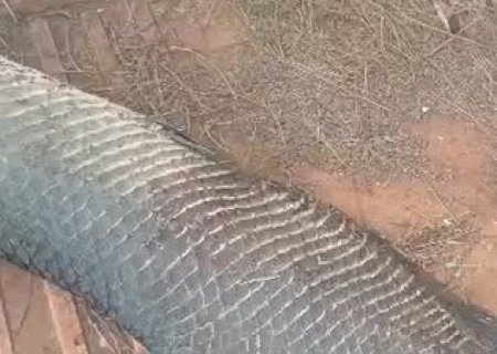 Pirarucu de quase 2 metros aparece morto em cal&ccedil;ada do Rita Vieira>